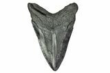 Fossil Megalodon Tooth - Georgia #151576-1